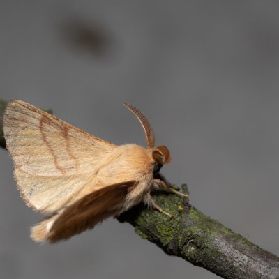 Malacosoma neustria (bourovec prsténčivý), PP Skalky u Sedlece