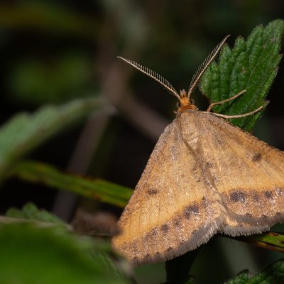 Isturgia arenacearia (kropenatec čičorkový), PP Skalky u Sedlece