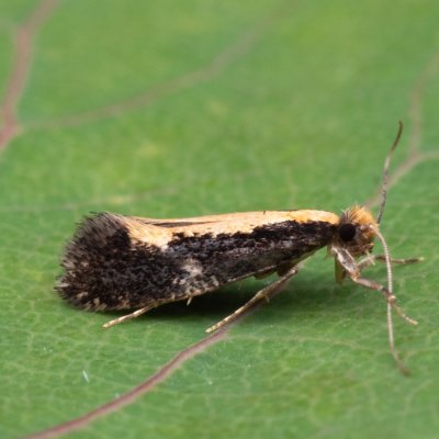 Monopis obviella (-), Hády