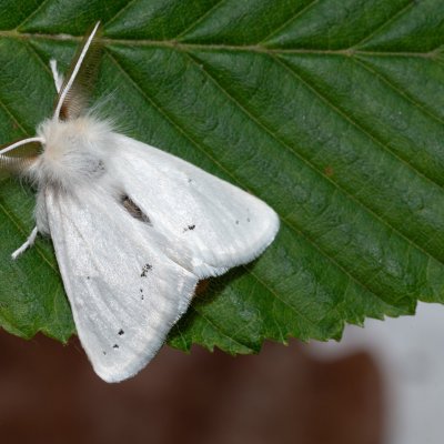 Euproctis chrysorrhoea (bekyně zlatořitná), Žebětín