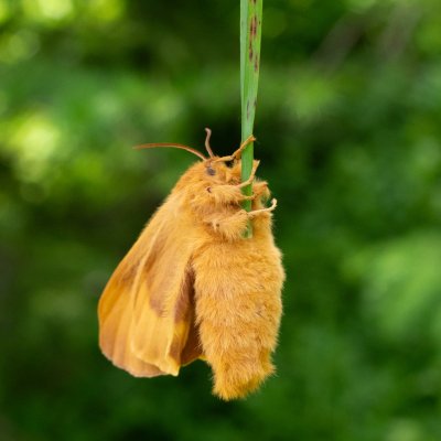 Lasiocampa quercus (bourovec dubový), SK, NPR Slavkovská dolina, Tatry