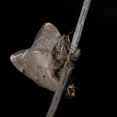 Theria rupicapraria (tmavoskvrnáč březnový), PR Kamenný vrch