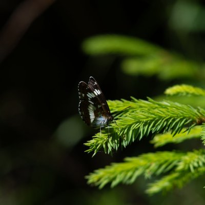 Limenitis camilla (bělopásek dvouřadý), SK, u PR Brezina, Tatry