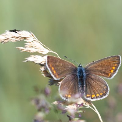 Polyommatus icarus (modrásek jehlicový), PR Kamenný vrch