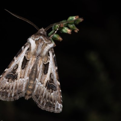 Agrotis vestigialis (osenice písečná), PP Pánov