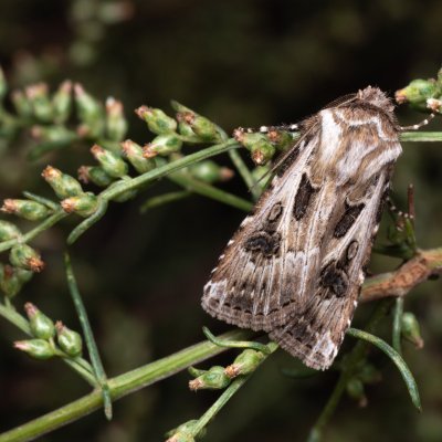 Agrotis vestigialis (osenice písečná), PP Pánov