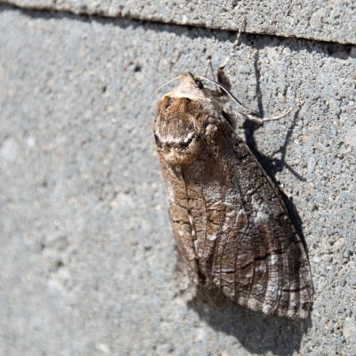 Cossus cossus (drvopleň obecný), Troubsko