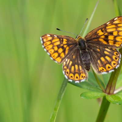 Hamearis lucina (pestrobarvec petrklíčový), PP Obůrky - Třeštěnec