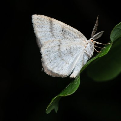 Cabera exanthemata (světlokřídlec osikový), Žebětín
