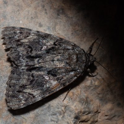 Catocala dilecta (stužkonoska plachá), HR, Jablanac