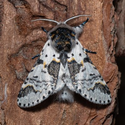 Furcula bicuspis (hranostajník březový), Říčky