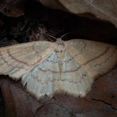 Cyclophora linearia (očkovec bukový), Podkomorské lesy, Kopeček