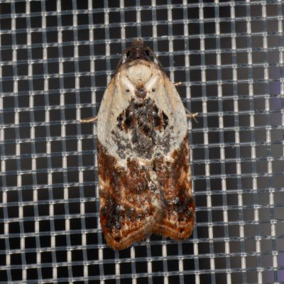 Acleris variegana (obaleč borůvkový), PP Kamenice u Hlohovce