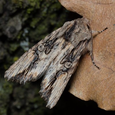 Egira conspicillaris (můra trávová), PP Kavky