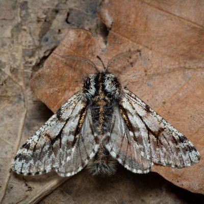 Lycia pomonaria (drsnokřídlec ovocný), Kývalka