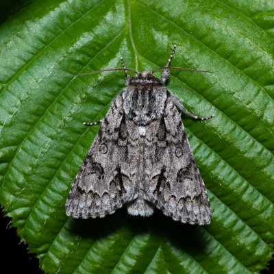 Acronicta auricoma (šípověnka jívová), Augšperský potok