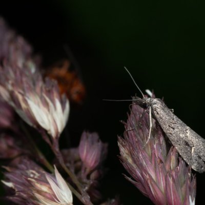 Schrankia costaestrigalis (můřička mateřídoušková), PP Bobrava