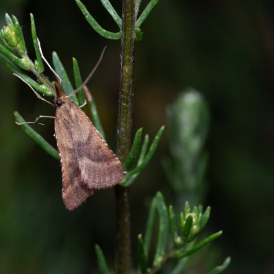 Synaphe punctalis (-), NPP Červený kopec