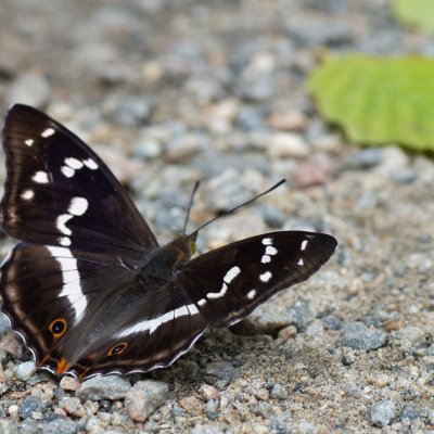 Apatura iris (batolec duhový), Lukovany
