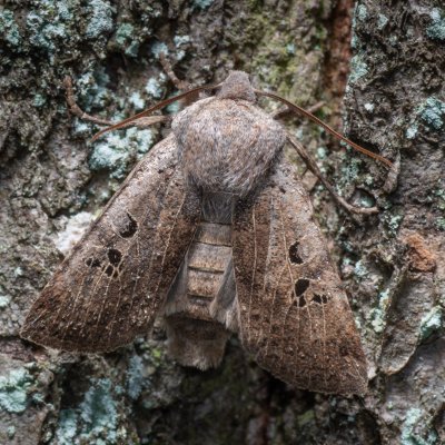 Conistra rubiginosa (zimovnice trnková), Kamenný vrch
