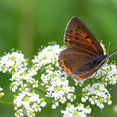 Lycaena hippothoe (ohniváček modrolemý), SK, Štôla