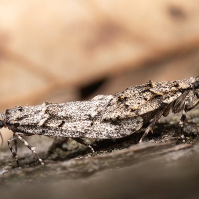 Diurnea fagella (šedivěnka jarní), Kývalka