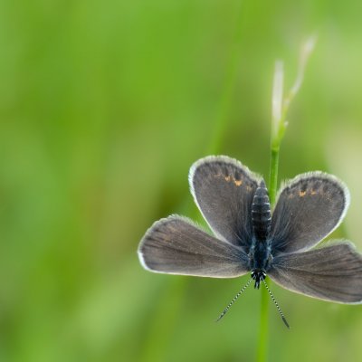 Plebejus argus (modrásek černolemý), Podkomorské lesy