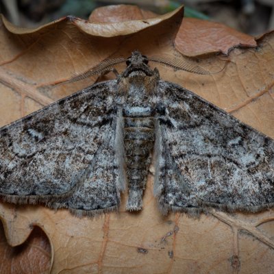 Cleora cinctaria (různorožec vřesový), PP Kavky