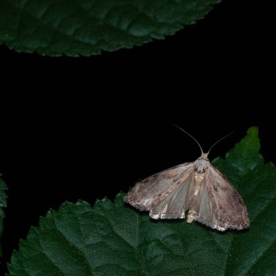 Aphomia sociella (zavíječ cizopasný), IT, San Leonardo, Jižní Tyrolsko