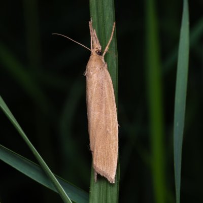 Chilo phragmitella (travařík rákosový), PP Střelická bažinka