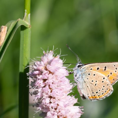 Lycaena hippothoe (ohniváček modrolemý), Pohoří na Šumavě