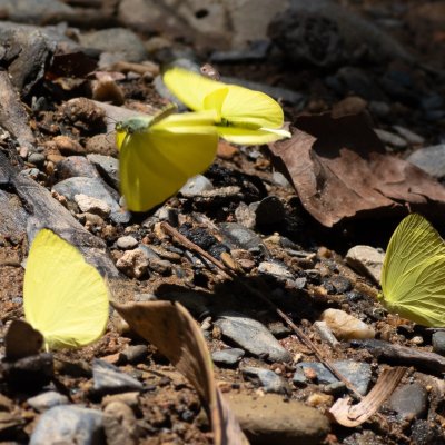 Gandaca harina (-), TH, Sri Phang Nga