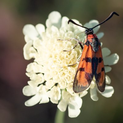 Zygaena laeta (vřetenuška pozdní), PR Kamenný vrch