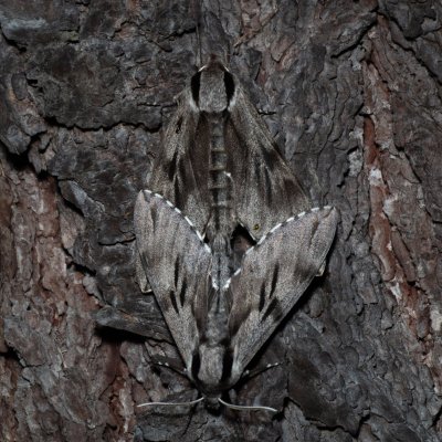 Sphinx pinastri (lišaj borový), Devět křížů