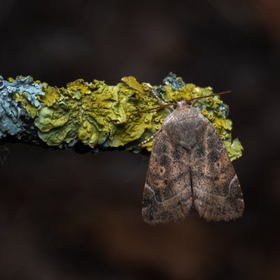 Cosmia affinis (blýskavka dubová), PP Milovická stráň