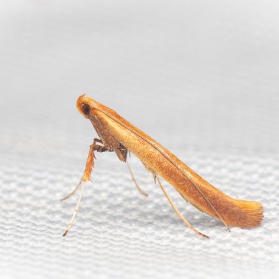 Caloptilia betulicola (-), PR Pavlovské mokřady