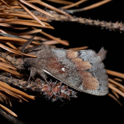 Dendrolimus pini (bourovec borový), Devět křížů