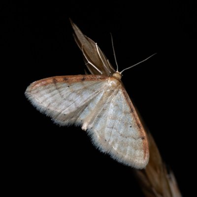 Idaea humiliata (žlutokřídlec červenočárný), PR Kamenný vrch