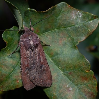 Peridroma saucia (osenice cizokrajná), HR, Jablanac