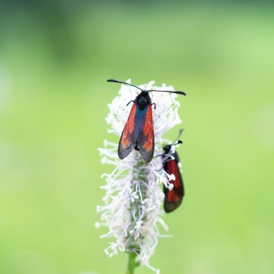 Zygaena purpuralis/minos (vřetenuška mateřídoušková/přehlížená), NPP Švařec