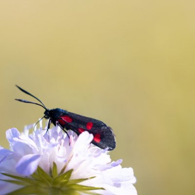 vřetenuška, Podkomorské lesy