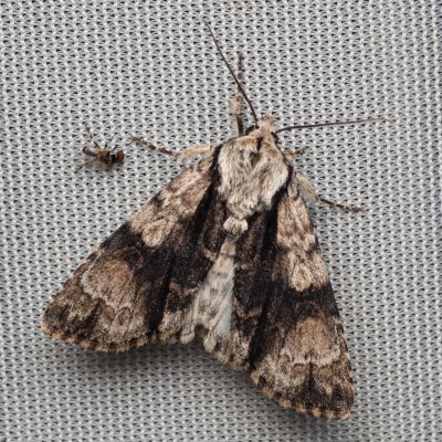 Acronicta alni (šípověnka olšová), Hády
