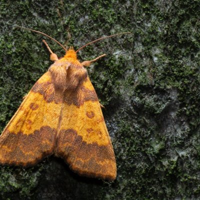 Tiliacea aurago (zlatokřídlec bukový), Kývalka