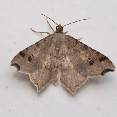 Macaria alternata (kropenatec dubový), Daremní