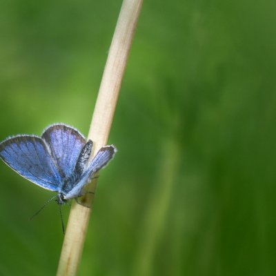 Plebejus argus (modrásek černolemý), Žebětín