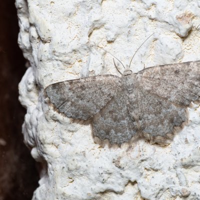 Charissa sp., SK, Súľov-Hradná