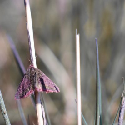 Lythria cruentaria (rudopásník menší), PR Biskoupský kopec