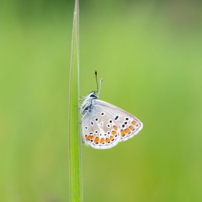 Aricia agestis (modrásek tmavohnědý), PR Bosonožský hájek