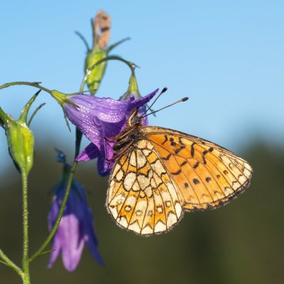 Boloria eunomia (perleťovec mokřadní), Pohoří na Šumavě