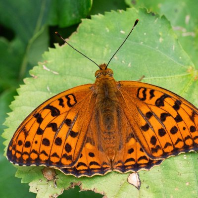Argynnis adippe (perleťovec prostřední), NPR Čertoryje